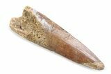 Fossil Spinosaurus Tooth - Real Dinosaur Tooth #370548-1